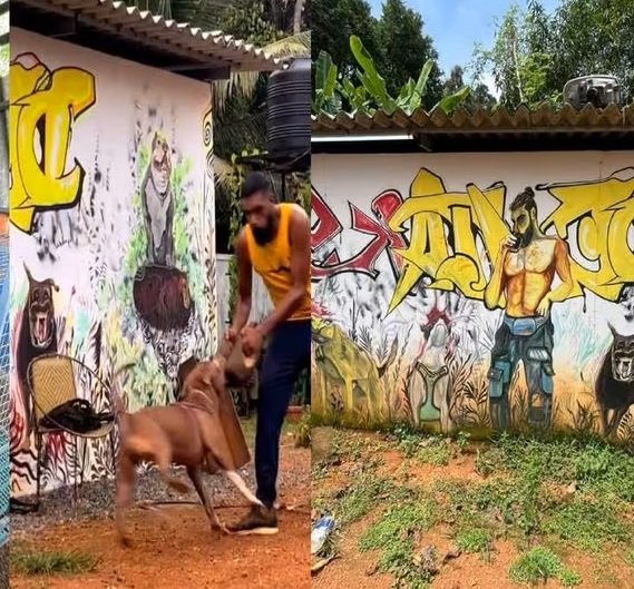 13 നായ്ക്കളുടെ കാവലിൽ കഞ്ചാവ് കച്ചവടം, പൊലീസുകാരെ കടിച്ചു കീറാൻ പ്രത്യേക പരിശീലനം