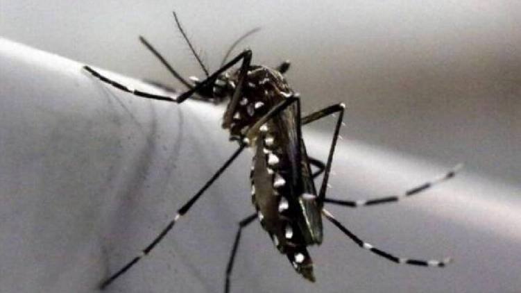 ഡെങ്കിപ്പനി പടരുന്നു ഇന്നും രണ്ട് മരണം, നിയന്ത്രിക്കാനാവാതെ കൊതുക് ശല്യം
