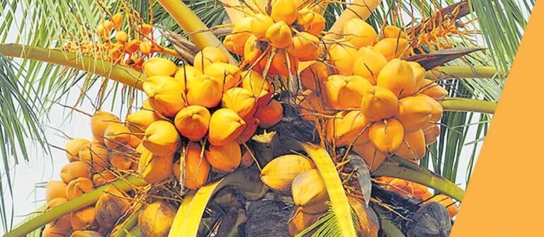 തുലാവർഷം തുടങ്ങുമ്പോൾ തെങ്ങിന് വളം ചെയ്യുമ്പോൾ അറിയേണ്ടത്