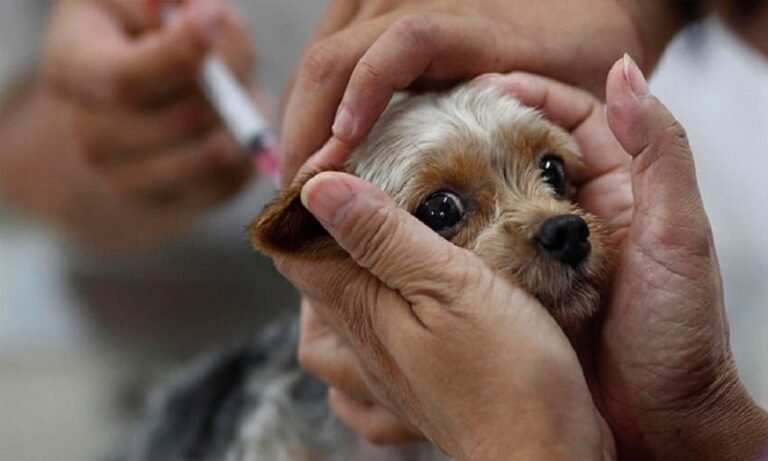 നിപ മാത്രമല്ല ജീവികളിൽ നിന്നും പകരുന്ന രോഗങ്ങൾ നിരവധിയാണ്, അവ അറിഞ്ഞിരിക്കേണ്ടത് ആവശ്യമാണ്