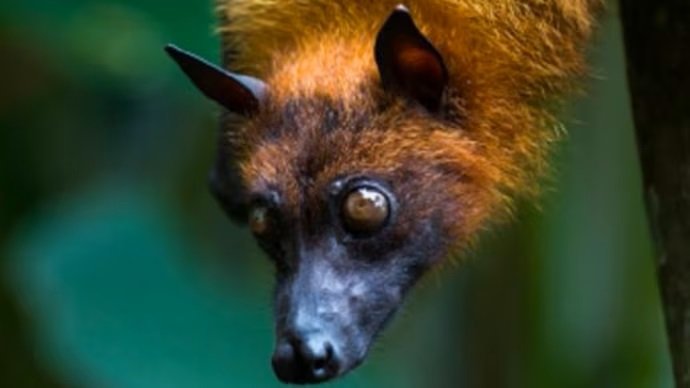 നിപയുടെ ഉറവിടം സംബന്ധിച്ച് കൂടുതൽ തെളിവുകൾ, വവ്വാലുകളിൽ വൈറസ് ഉണ്ടായിരുന്നു