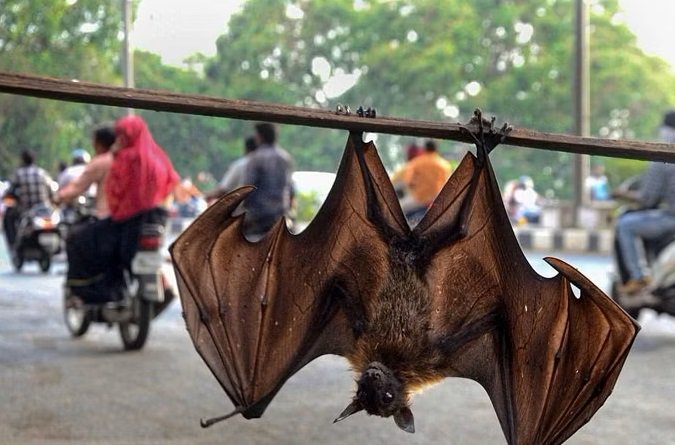 വൈറസിന് ജനിതക മാറ്റം വന്നാൽ കൊറോണയെക്കാൾ മഹാ ദുരന്തമാവും, കോഴിക്കോട് നിപ ഗവേഷണ കേന്ദ്രം തുറന്നു