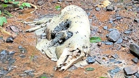 ജാനകിക്കാട്ടിൽ കാട്ടുപന്നികൾ ചത്തത് നിപ അല്ല ആഫ്രിക്കൻ പന്നിപ്പനി