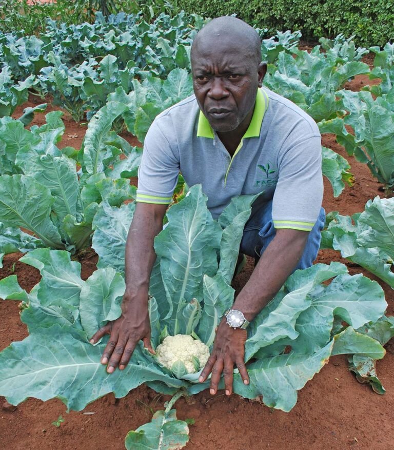 കോളിഫ്ലവർ കൃഷി എളുപ്പമാണ്, പക്ഷെ ഓർക്കേണ്ട കാര്യങ്ങളുണ്ട്