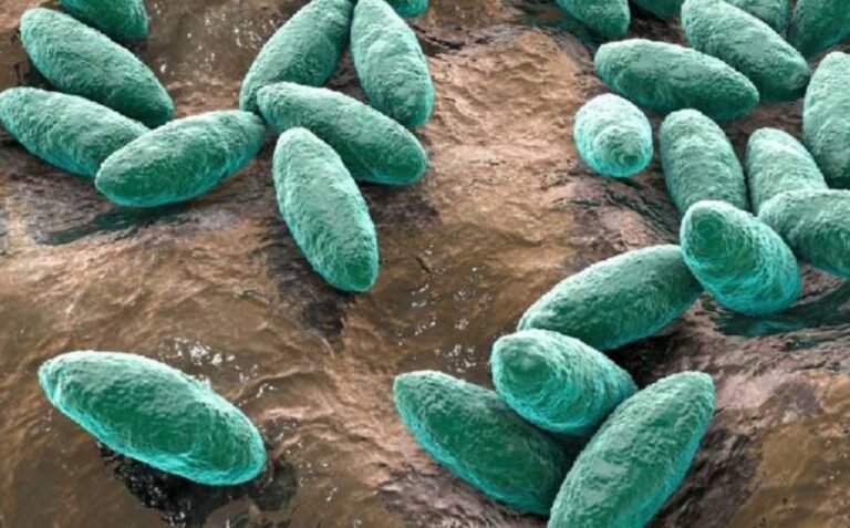 തിരുവനന്തപുരത്ത് ജന്തുജന്യ രോഗം ബ്രൂസെല്ലോസിസ് സ്ഥിരീകരിച്ചു