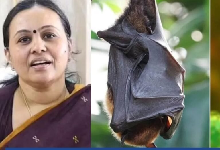 വയനാട്ടിൽ പരിശോധിച്ച വവ്വാലുകളിലും നിപ വൈറസ് കണ്ടെത്തി