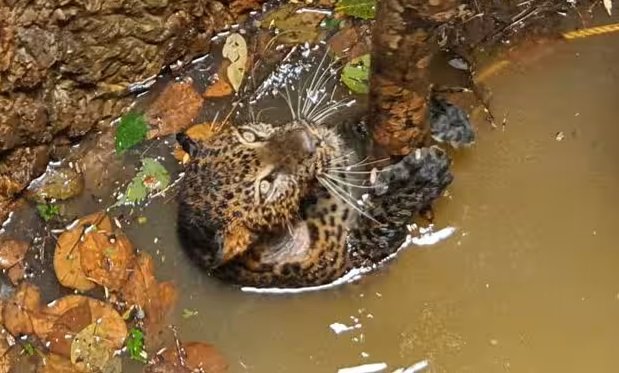 പെരിങ്ങത്തൂരിൽ വീട്ടിലെ കിണറ്റിൽ പുലി