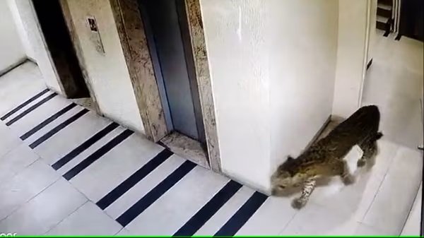 നാലു ദിവസം ബെംഗളൂരു നഗരത്തെ വിറപ്പിച്ച പുലിയെ അവസാനം വെടിവെച്ച് കൊന്നു