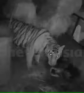 വയനാട്ടിൽ വീണ്ടും കടുവ ഭീതി, തൊഴുത്തിൽ കയറി പശുക്കിടാവിനെ കൊന്നു, തിന്നാനായി അടുത്ത ദിവസവും എത്തി