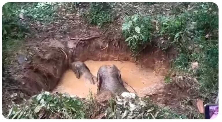 വന്യമൃഗ ശല്യം മൂലം കർഷകർ ഉപേക്ഷിച്ച തോട്ടത്തിലെ കിണറ്റിൽ ആനയും കുഞ്ഞും