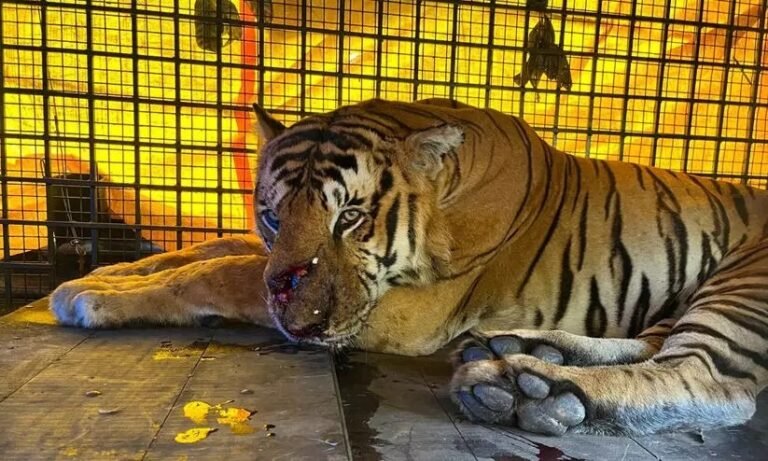 പുല്ലരിയാൻ പോയ യുവാവിനെ കൊന്ന് തിന്ന കടുവ കൂട്ടിലായി, കൊല്ലാതെ വിടരുതെന്ന് നാട്ടുകാർ