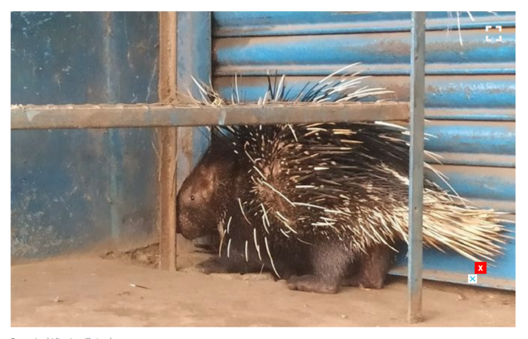 വന്യമൃഗങ്ങൾ നാട് കയ്യേറുന്നു, ചേനയും ചേമ്പും കാച്ചിലും തൊടികളിൽ നിന്നും അപ്രത്യക്ഷമായി