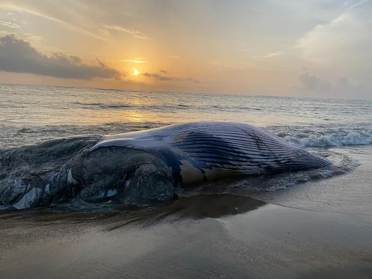 തിമിംഗിലങ്ങള്‍ക്കു ഭീഷണിയായി കപ്പല്‍ അപകടങ്ങളും ആവാസകേന്ദ്രങ്ങളുടെ തകര്‍ച്ചയും; കേരളതീരത്ത് ചത്തടിയുന്നത് വര്‍ധിച്ചത് പത്ത് മടങ്ങായി